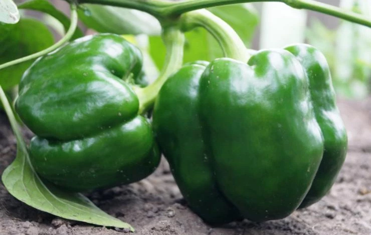 ранние сорта перца