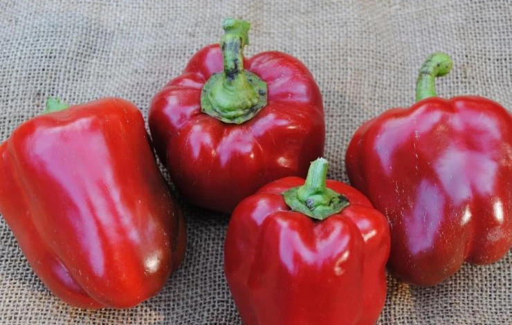 как выбрать лучший сорт перца