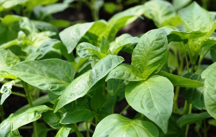 уход за рассадой раннего перца