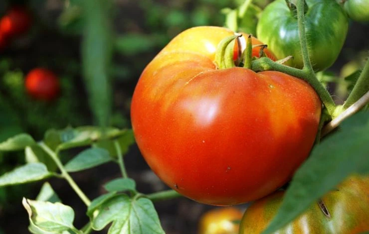 крупноплодные сорта томатов для сибири