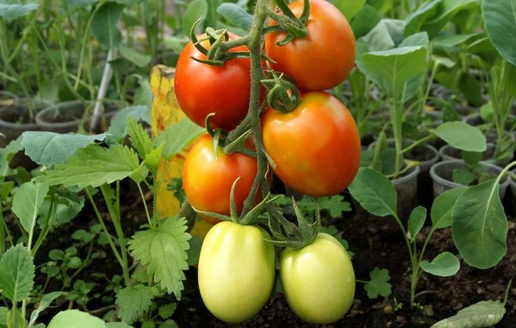 посадка ранних сортов томата в открытый грунт