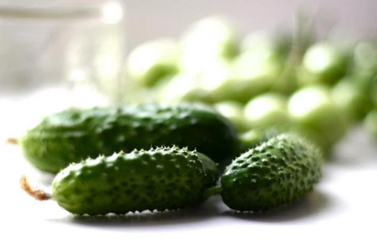 сорта корнишоны для открытого грунта