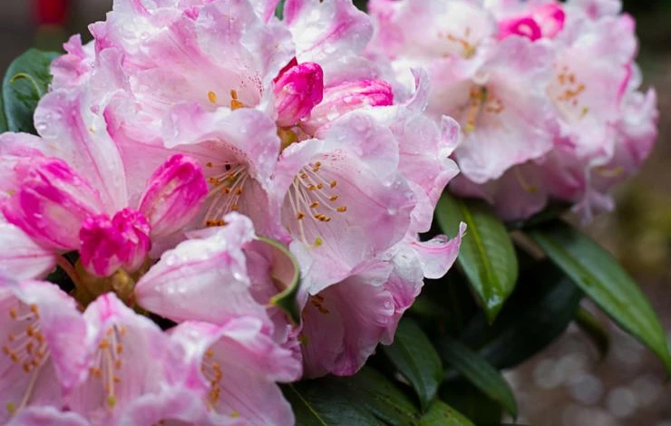 рододендрон в подмосковье зима