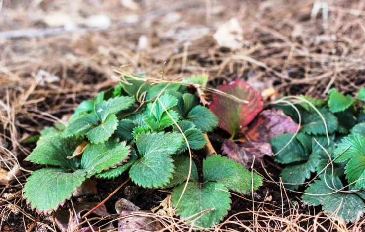 уход за клубника осенью