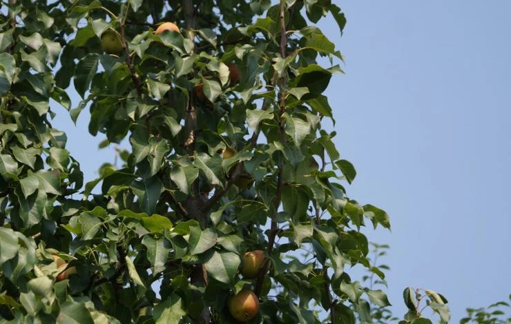 формирующая обрезка груши