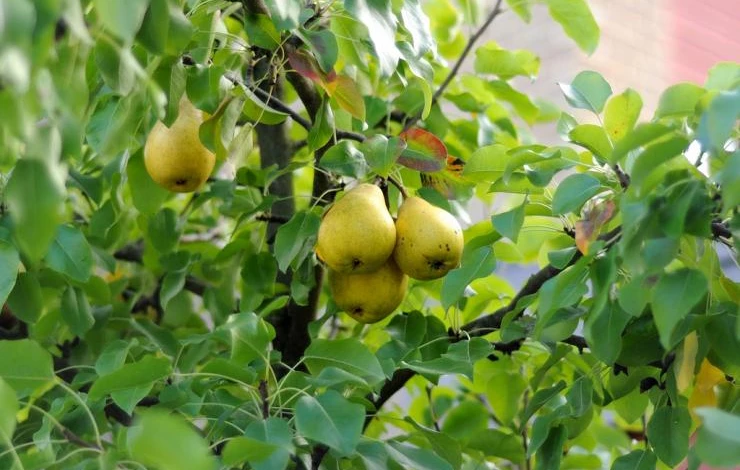 летняя обрезка груши