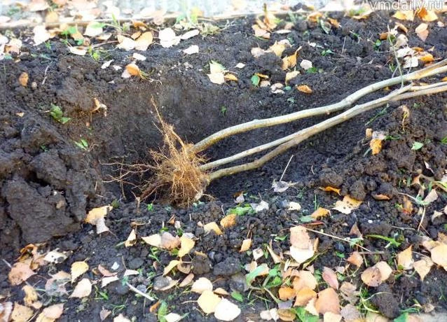 как хранить саженцы в прикопе