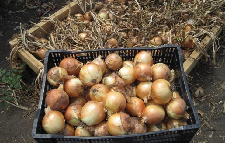 уборка лука-севка