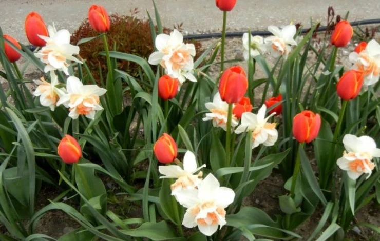 посадка тюльпанов осенью