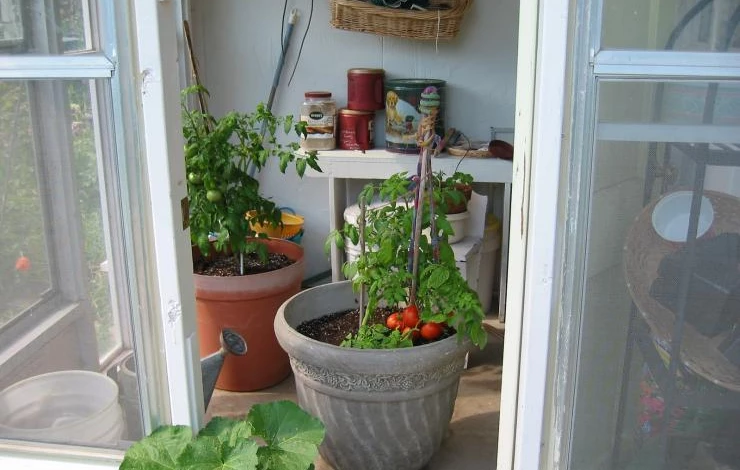 огород на подоконнике для начинающих