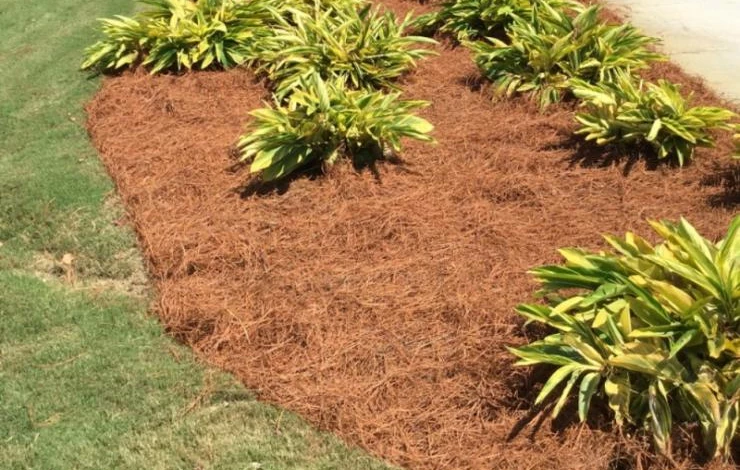 хвойный опад мульча