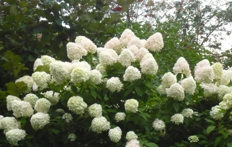 укрытие метельчатой гортензии на зиму