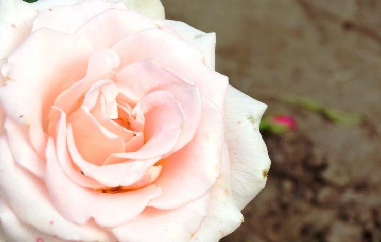 сорт розы осиана