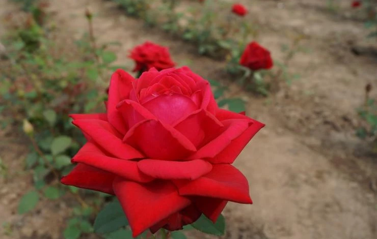 сорт розы бургунд