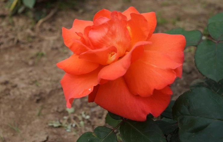 сорт розы христофор колумб