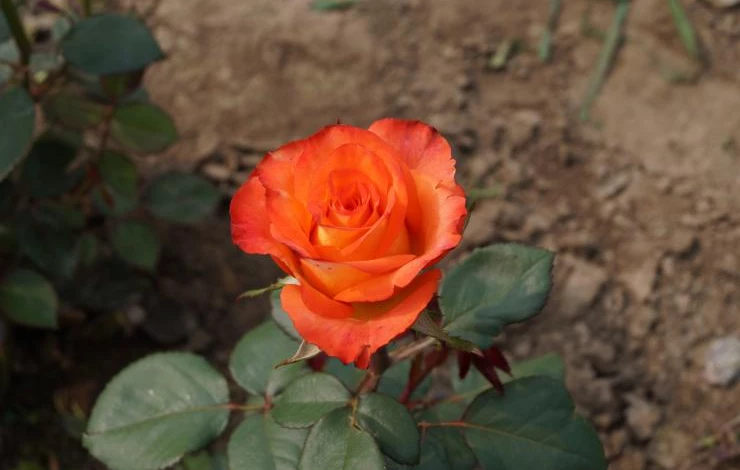 сорт розы циркус