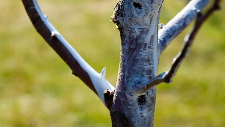 побелка деревьев на зиму