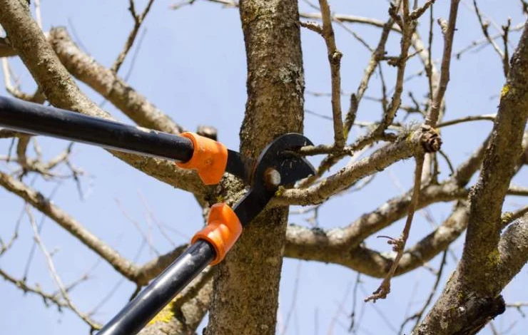 обрезка на зиму