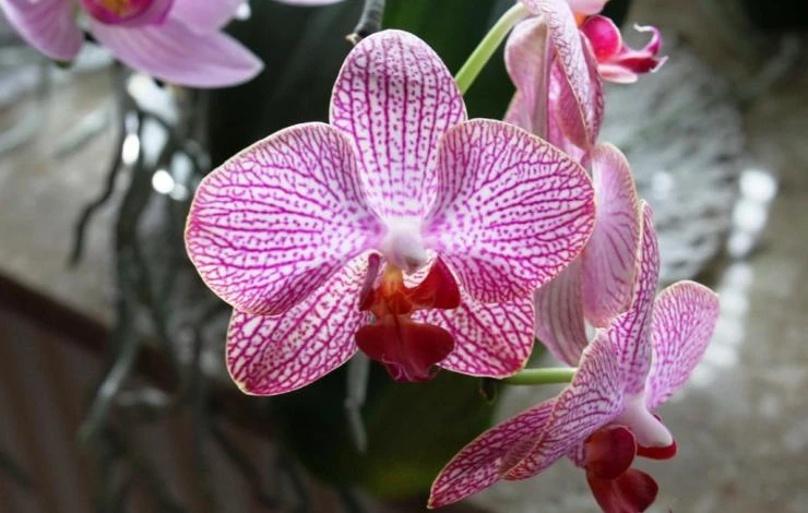 средства от мучнистого червеца на орхидеях