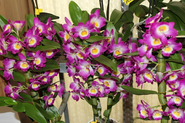 орхидея дендробиум