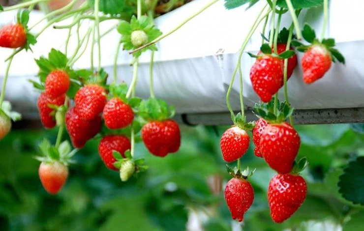 сорта клубники для средней полосы