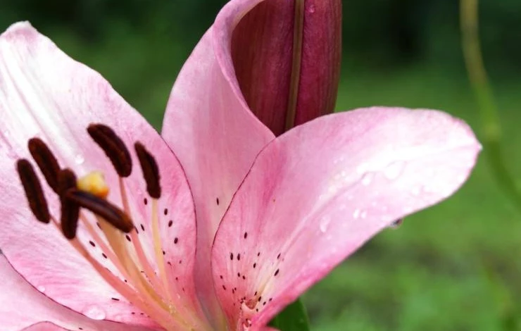 лилия гибриды для сибири