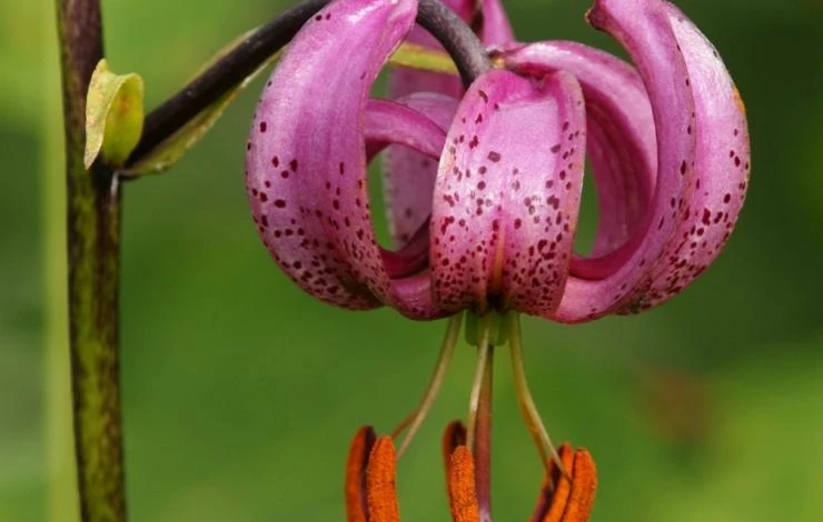 лилия мартагон место посадка