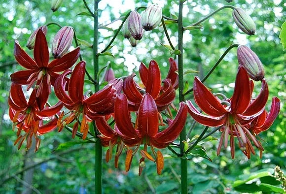 лилия мартагон сорта