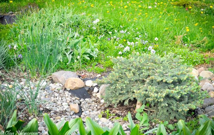 хвойные растения для альпинария