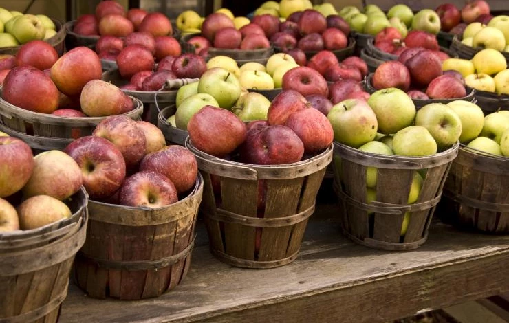 вкусные сорта яблони средняя полоса