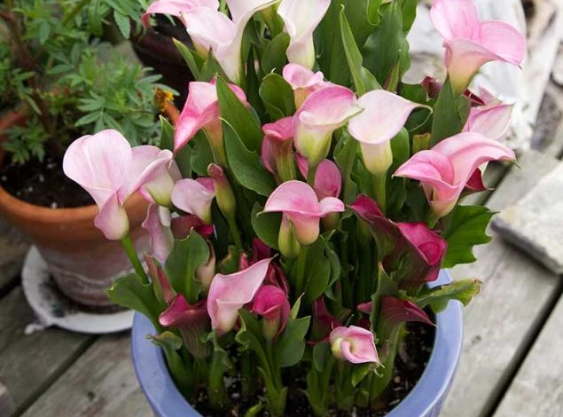 хранение каллы зимой