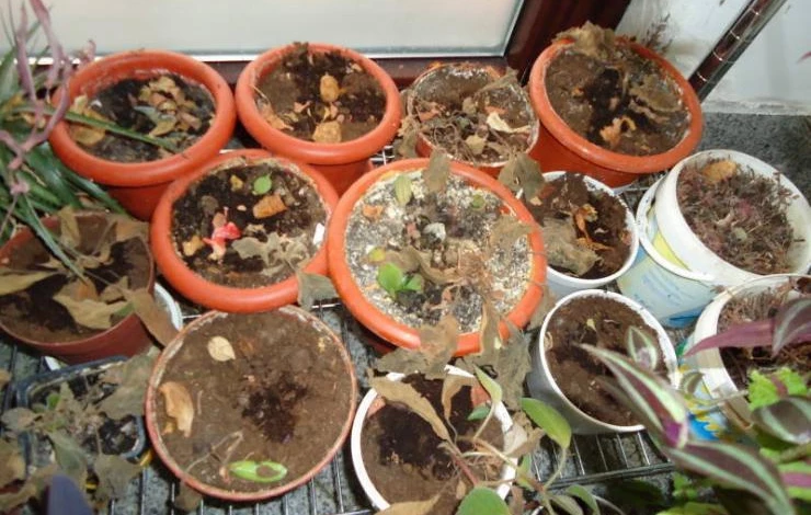 зимнее хранение комнатных