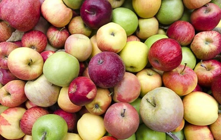 сорта яблони