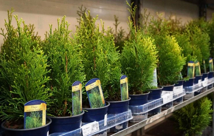 хвойные в домашних условиях