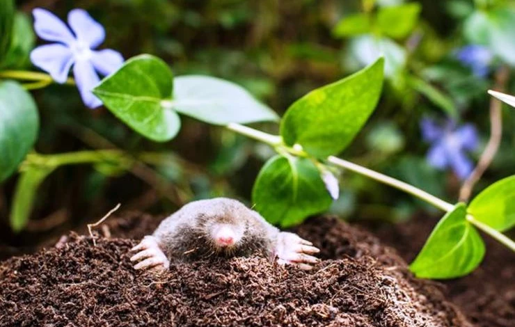 борьба с кротами