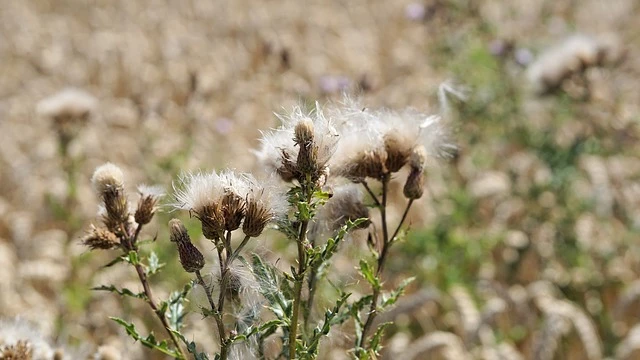 предшественники от сорняков