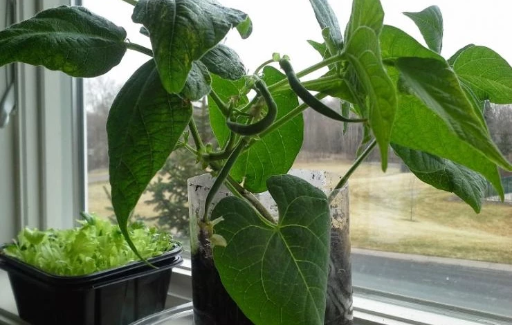 фасоль на подоконнике зимой