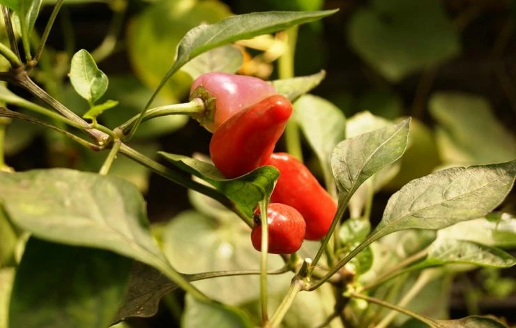 выращивание острого перца на подоконнике