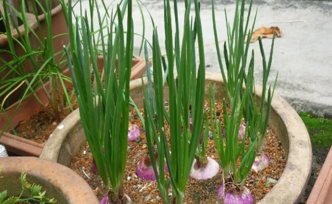 лук зимой на зелень