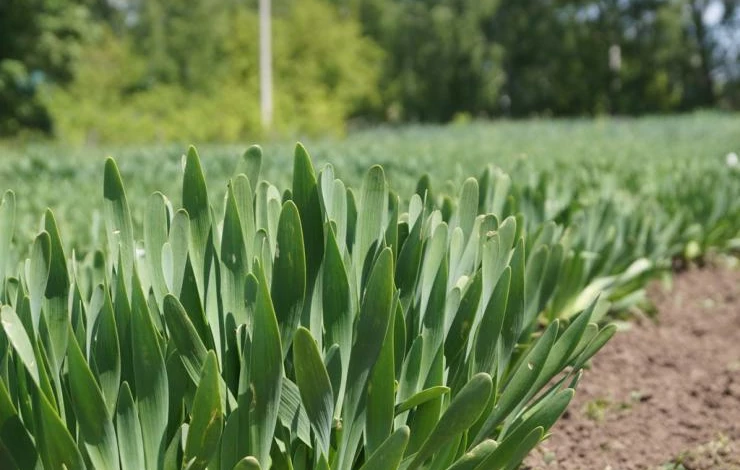 многолетний лук выращивание и уход