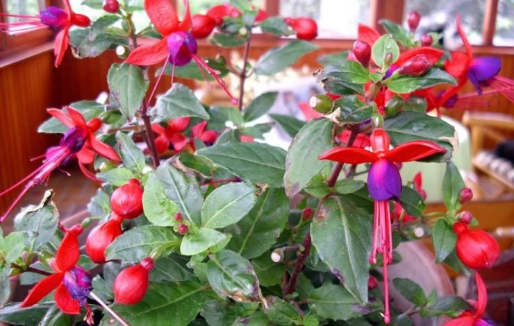 чем обработать от белокрылки