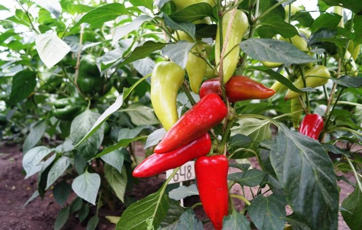 вредители перца в теплице