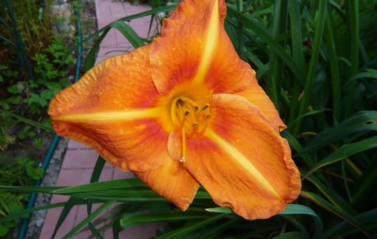 лилейник тускавилла тигресс