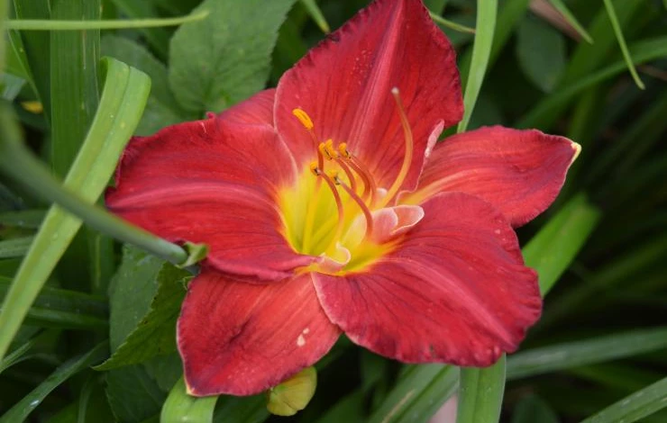 лилейник пардон ми