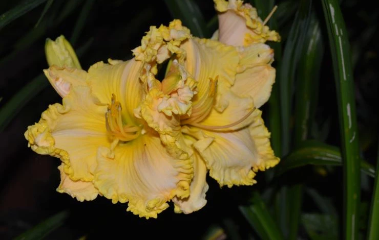 лилейник энчантед форест