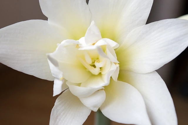 выращивание гиппеаструма