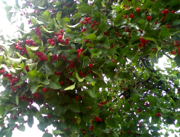 вид боярышника арнольда