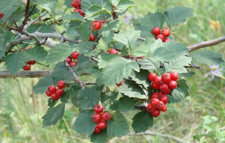 вид боярышника сибирский