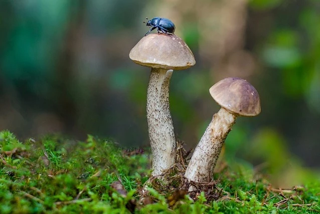 огород без перекопки