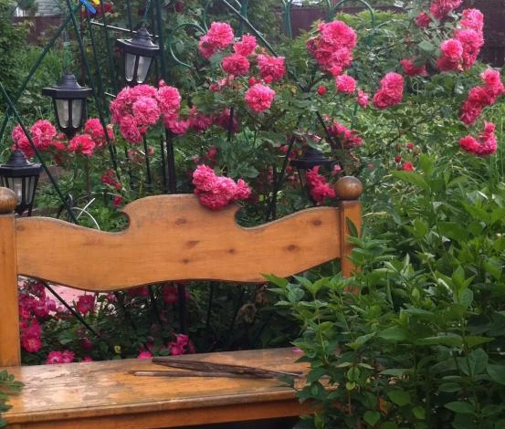 плетистая роза сорт розариум ютерсен